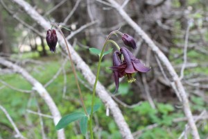 aquilegia atrata (1) (1200 x 800)